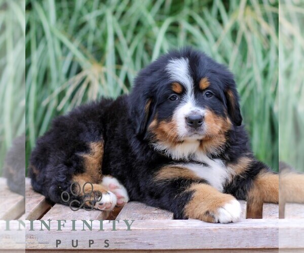 Medium Photo #3 Bernese Mountain Dog Puppy For Sale in EPHRATA, PA, USA