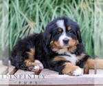 Small #2 Bernese Mountain Dog