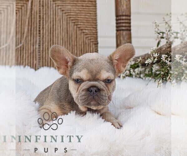 Medium Photo #4 French Bulldog Puppy For Sale in HONEY BROOK, PA, USA