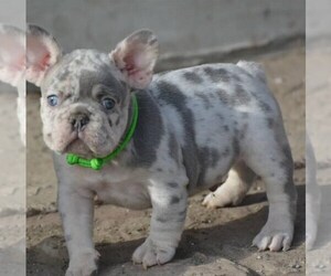 French Bulldog Puppy for sale in HOUSTON, TX, USA