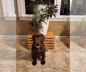 Labrador Retriever Puppy for sale in MILLERSBURG, OH, USA