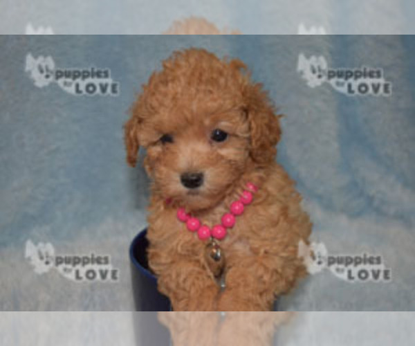 Medium Photo #3 Poodle (Toy) Puppy For Sale in SANGER, TX, USA