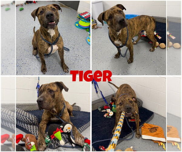 Medium Photo #1 American Staffordshire Terrier Puppy For Sale in Pierceton , IN, USA