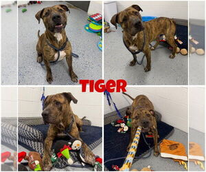 American Staffordshire Terrier Dogs for adoption in Pierceton , IN, USA