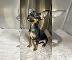 Small #1 Chihuahua Mix