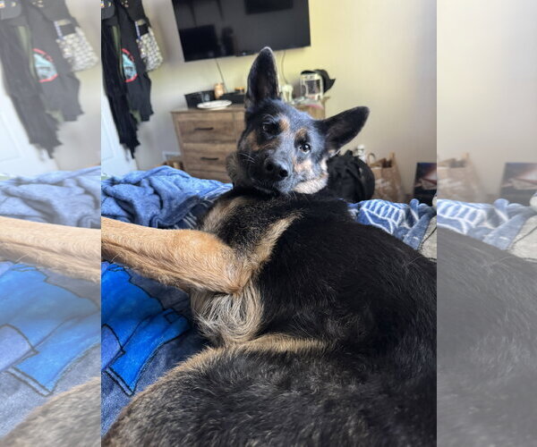 Medium Photo #4 German Shepherd Dog-Unknown Mix Puppy For Sale in Fort Collins, CO, USA