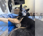Small #3 German Shepherd Dog Mix