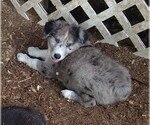 Small Photo #9 Australian Shepherd-Great Pyrenees Mix Puppy For Sale in RIDGELAND, SC, USA