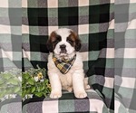 Small Photo #3 Saint Bernard Puppy For Sale in QUARRYVILLE, PA, USA