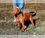 Small Photo #4 Labrador Retriever Puppy For Sale in Sparta, TN, USA