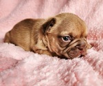 Small #5 French Bulldog