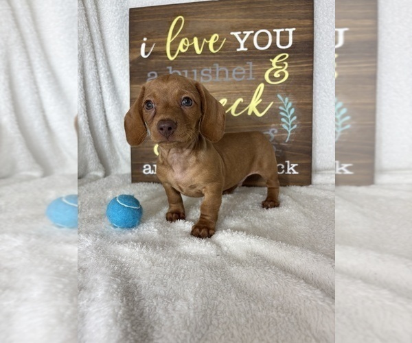 Medium Photo #3 Dachshund Puppy For Sale in GREENFIELD, IN, USA