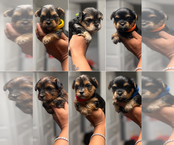 Medium Photo #1 Yorkshire Terrier Puppy For Sale in GLEN ALLEN, VA, USA