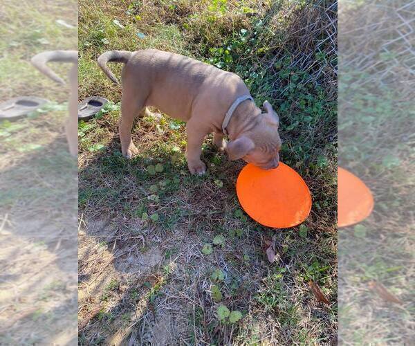 Medium Photo #2 American Pit Bull Terrier Puppy For Sale in ROSSVILLE, GA, USA