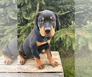 Rottweiler Puppy for sale in MIDDLEBURY, IN, USA