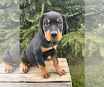 Image preview for Ad Listing. Nickname: Gus