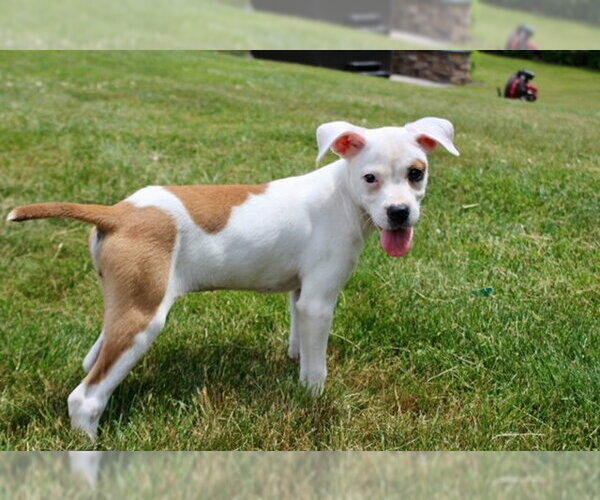 Medium Photo #4 Boxer-Unknown Mix Puppy For Sale in Doylestown, PA, USA