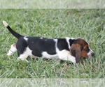 Small Photo #14 Basset Hound Puppy For Sale in MEMPHIS, MO, USA