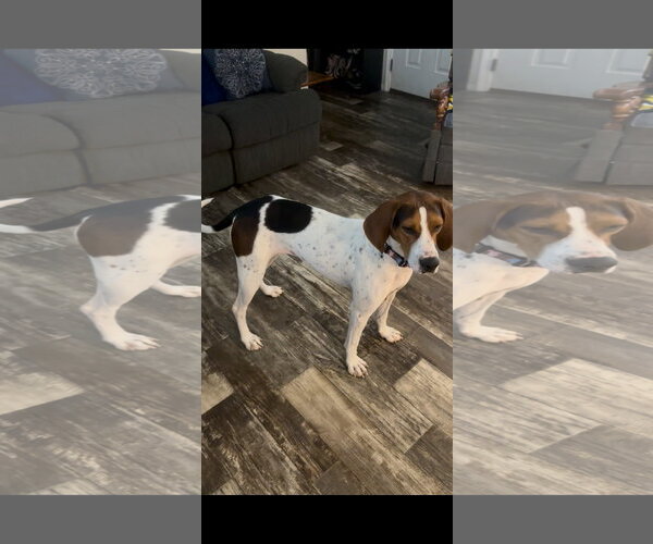 Medium Photo #2 Treeing Walker Coonhound-Unknown Mix Puppy For Sale in Crystal, MN, USA