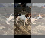 Small #1 Treeing Walker Coonhound Mix