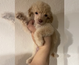 Poodle (Miniature) Puppy for sale in FORT SMITH, AR, USA