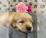 Puppy Sophie Golden Retriever
