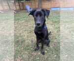 Small #2 Labrador Retriever Mix