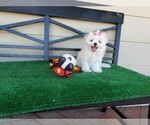 Small Photo #3 Maltese Puppy For Sale in SANTA CLARITA, CA, USA