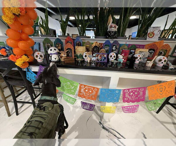 Medium Photo #7 Great Dane Puppy For Sale in Bullard, TX, USA