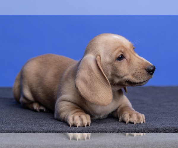 Medium Photo #4 Dachshund Puppy For Sale in CROWLEY, TX, USA