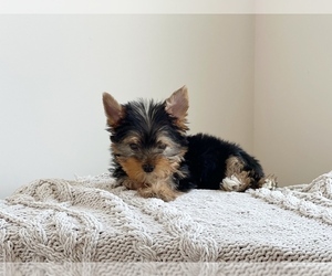 Yorkshire Terrier Puppy for sale in BOILING SPRINGS, SC, USA