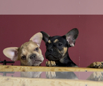 Small #2 French Bulldog