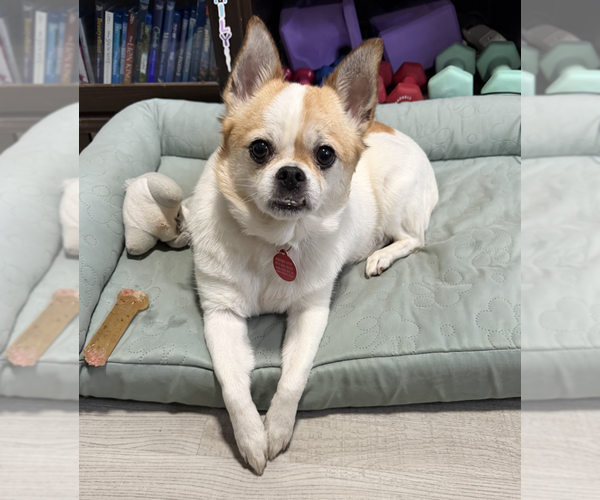 Medium Photo #2 Bulldog-Chihuahua Mix Puppy For Sale in Brooklyn, NY, USA