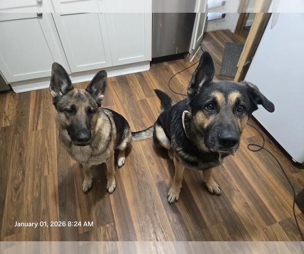 Medium Photo #1 German Shepherd Dog Puppy For Sale in STERLING HEIGHTS, MI, USA