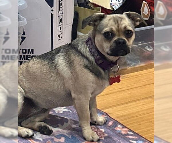 Medium Photo #1 Pug-Unknown Mix Puppy For Sale in San Diego, CA, USA