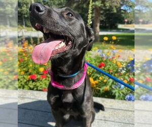 Shepradors Dogs for adoption in Anchorage, AK, USA