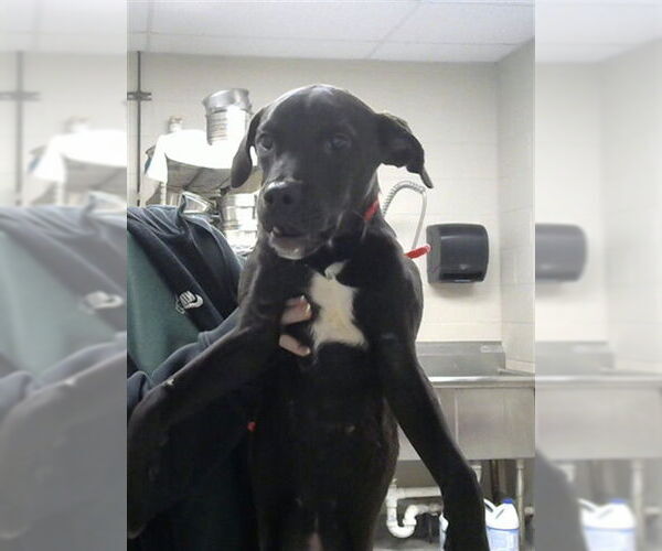 Medium Photo #1 Labrador Retriever-Unknown Mix Puppy For Sale in Pasadena, TX, USA