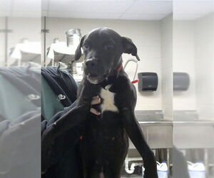 Labrador Retriever-Unknown Mix Dogs for adoption in Pasadena, TX, USA