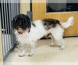 Mutt Dogs for adoption in Mundelein, IL, USA