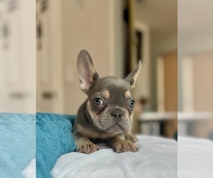 French Bulldog Puppy for sale in MORENO VALLEY, CA, USA