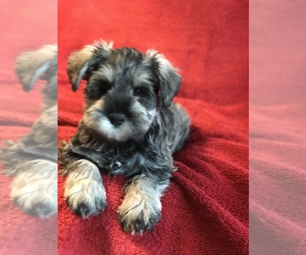 Full screen Photo #1 Schnauzer (Miniature) Puppy For Sale in CROMWELL, CT, USA