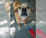 Small #8 Mountain Cur-Rhodesian Ridgeback Mix