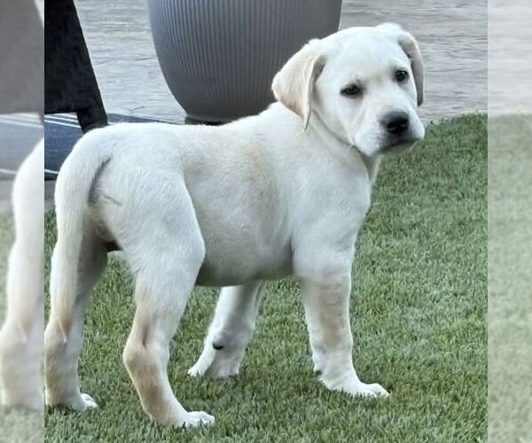 Medium Photo #3 Labrador Retriever Puppy For Sale in Fort Worth, TX, USA