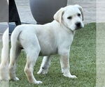 Small #2 Labrador Retriever