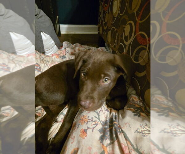 Medium Photo #1 Labrador Retriever-Unknown Mix Puppy For Sale in Aurora, IN, USA