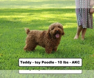 Father of the Cavapoo-Poodle (Miniature) Mix puppies born on 01/04/2024