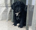 Puppy 5 Aussiedoodle Miniature 