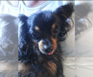 Chihuahua-Unknown Mix Dogs for adoption in Cranston, RI, USA