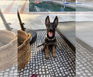 German Shepherd Dog-Unknown Mix Dogs for adoption in West Sacramento, CA, USA