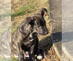 Small #5 American Staffordshire Terrier Mix